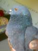 Attached Image