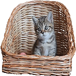 Attached Image