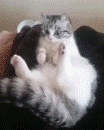 Attached Image