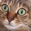 Attached Image