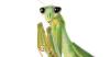 Attached Image