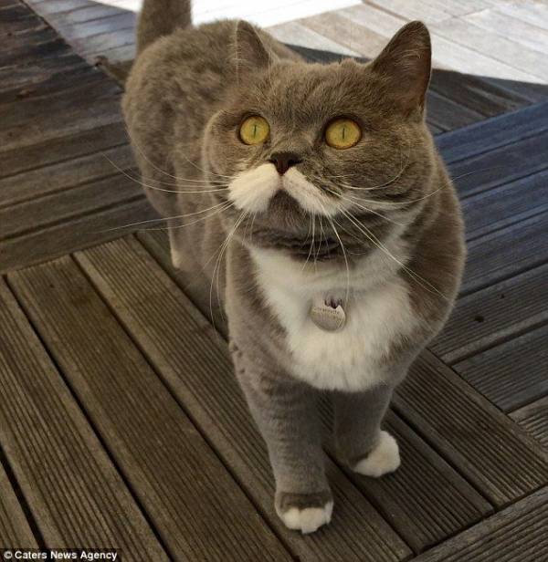 Attached Image