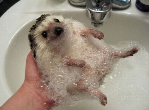 Attached Image