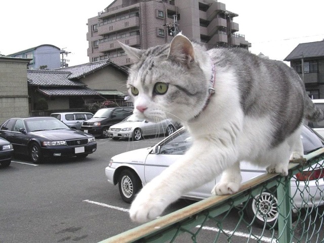 Attached Image