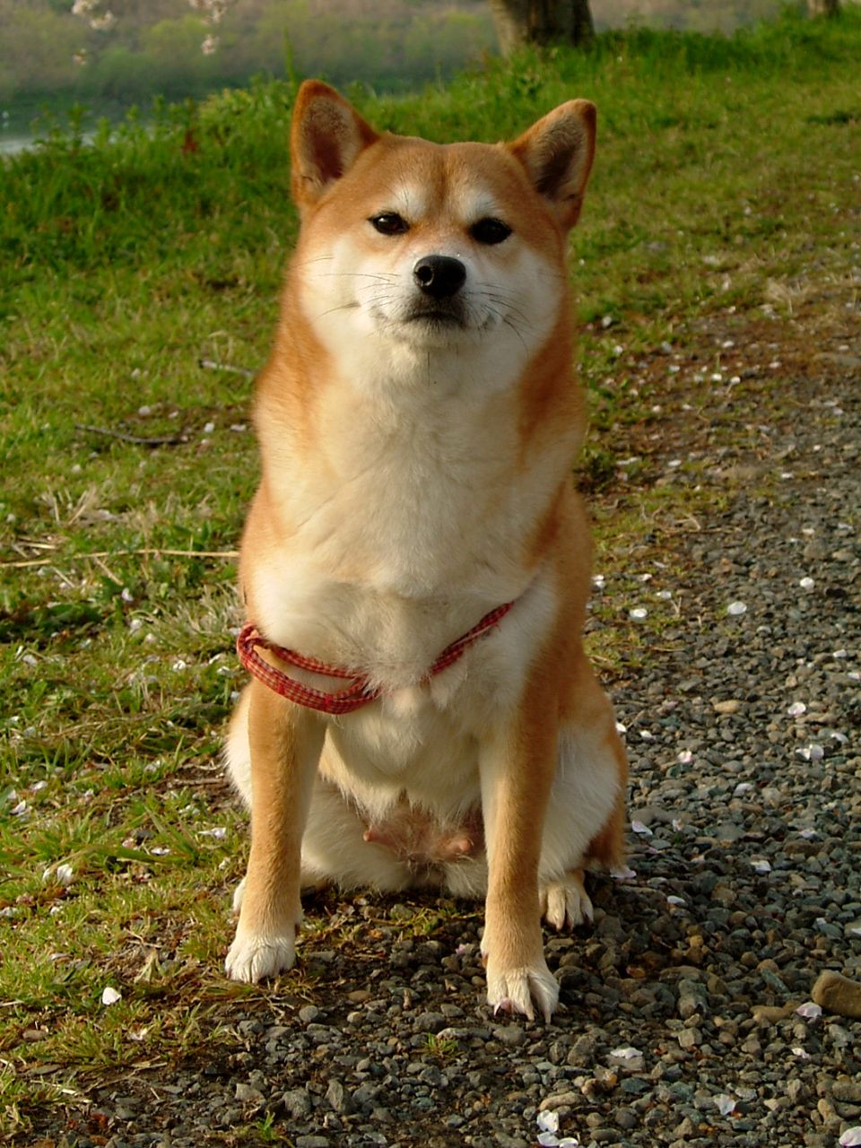 Attached Image