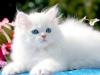 Attached Image