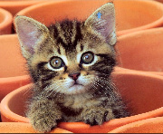 Attached Image