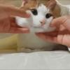 Attached Image