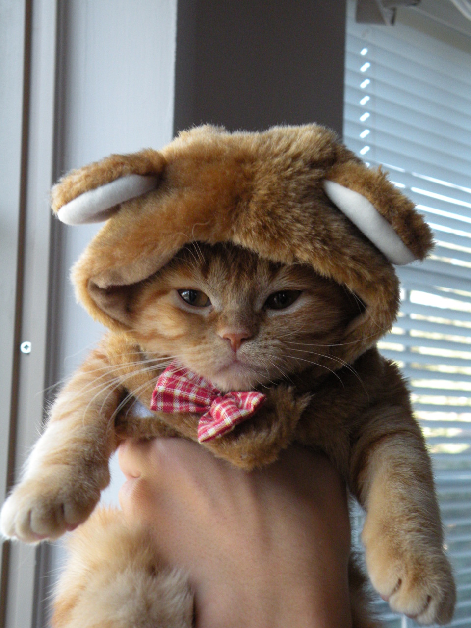Attached Image