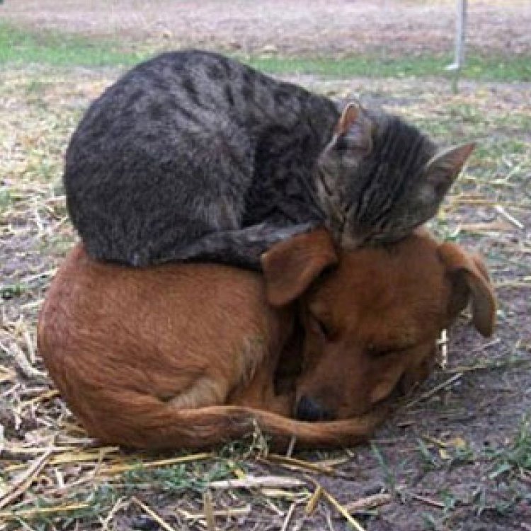 Attached Image