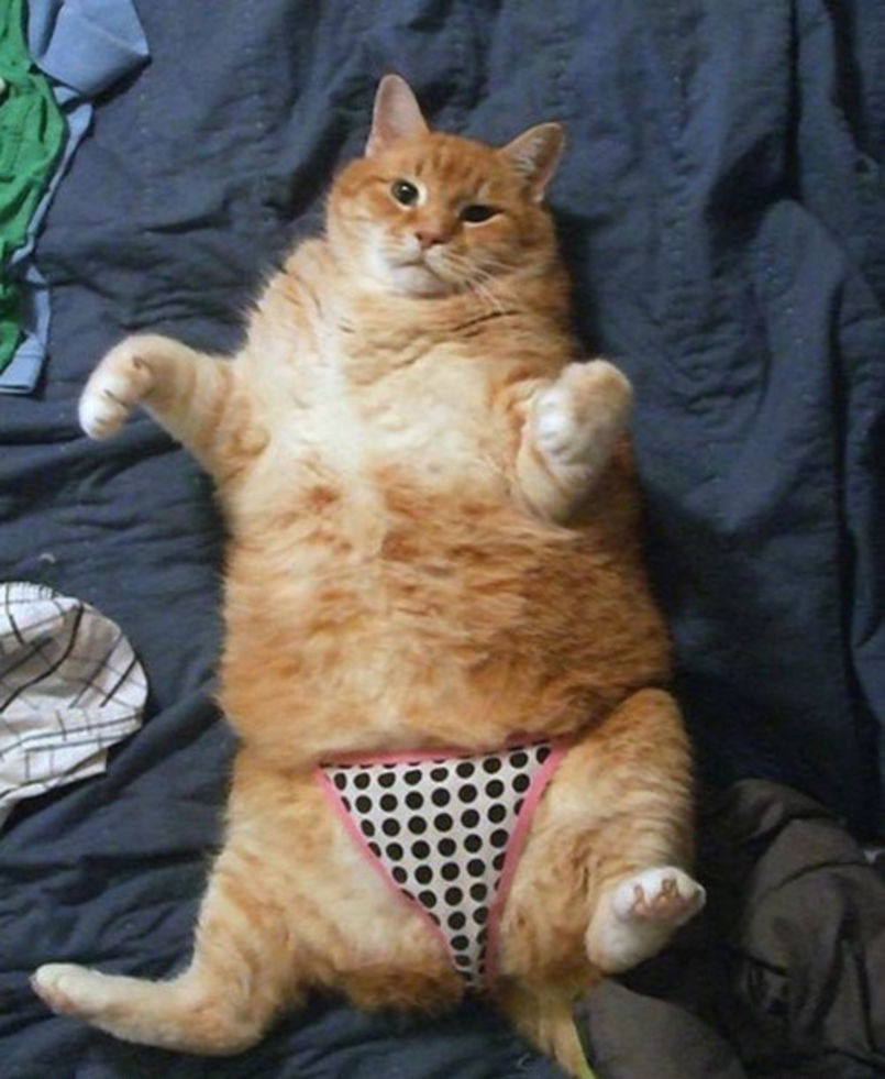 Attached Image