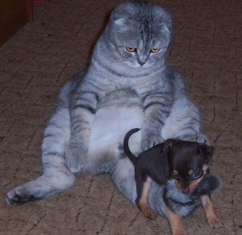 Attached Image