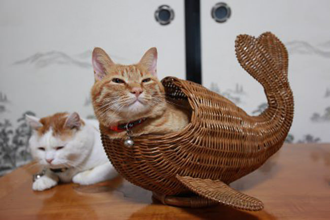 Attached Image