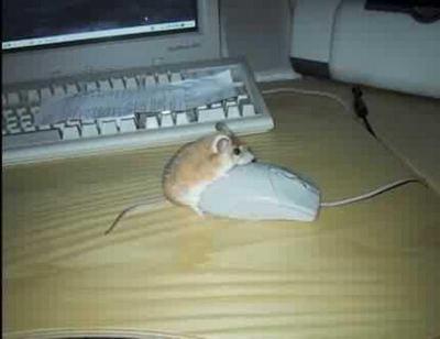 Attached Image