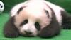 Attached Image