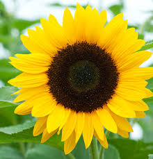 Attached Image