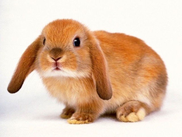 Attached Image