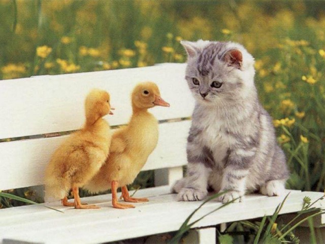 Attached Image