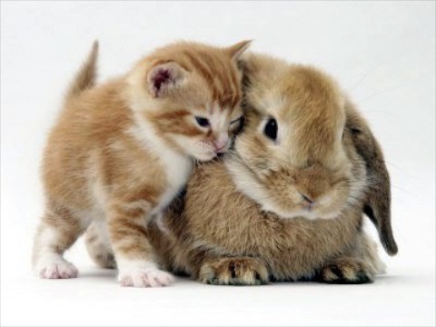 Attached Image