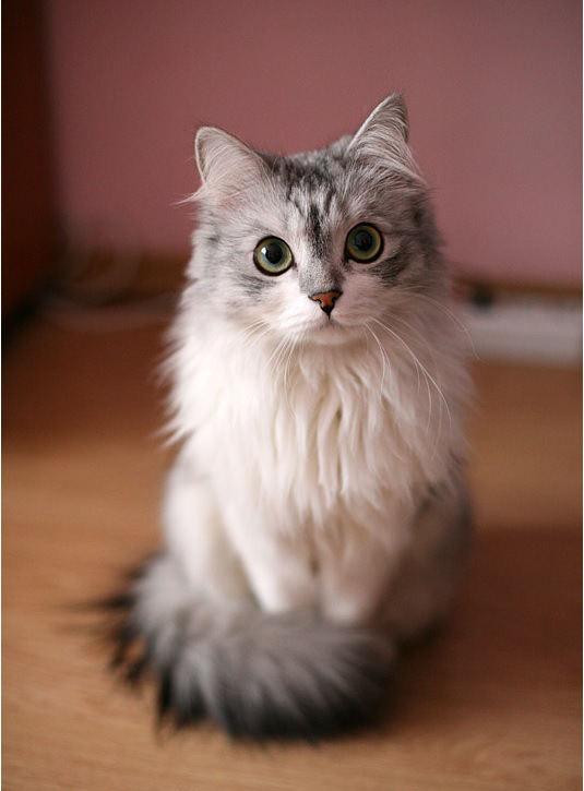 Attached Image