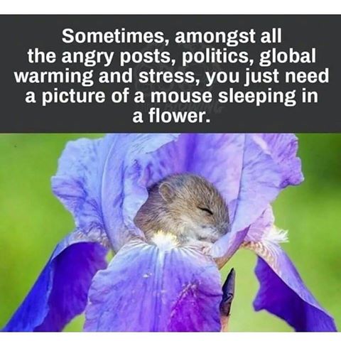 Attached Image