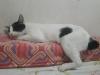 Attached Image
