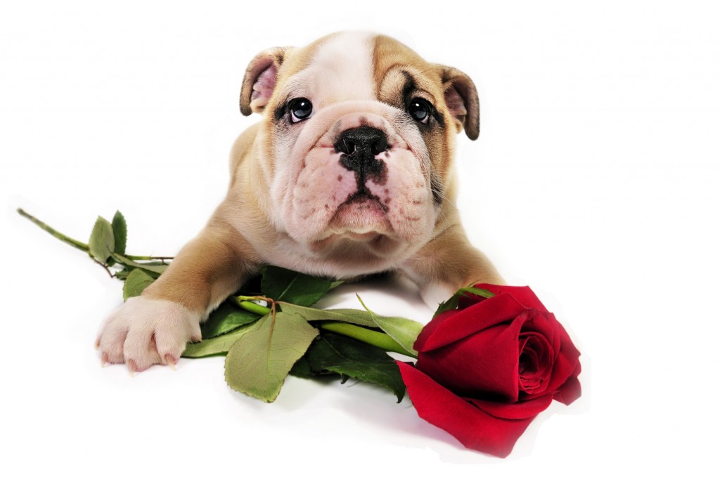 Attached Image