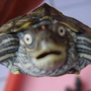 Attached Image
