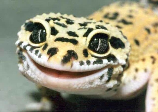 Attached Image