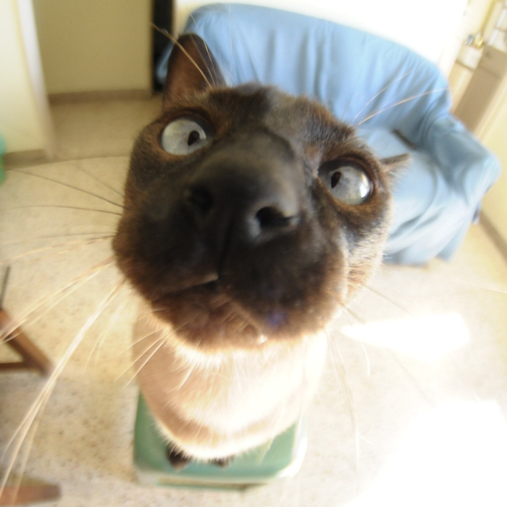 Attached Image
