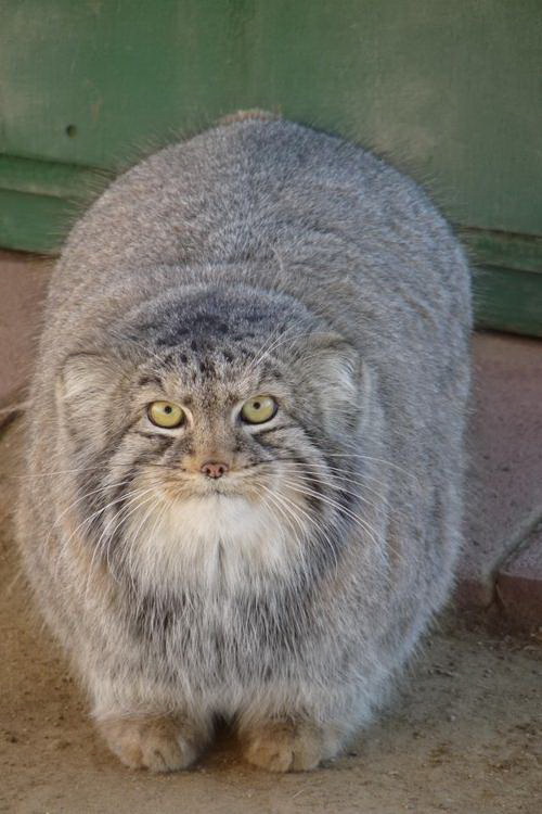 Attached Image