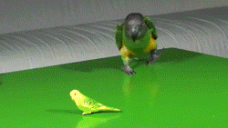Attached Image
