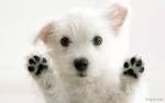 Attached Image
