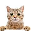 Attached Image