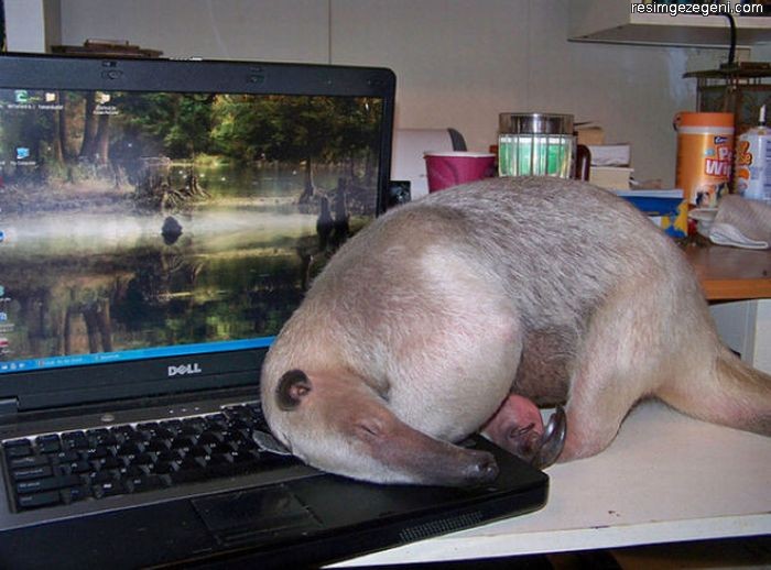 Attached Image