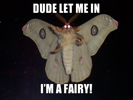 Attached Image