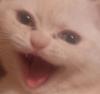 Attached Image