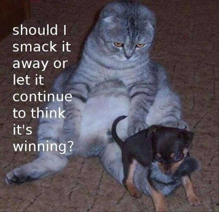 Attached Image